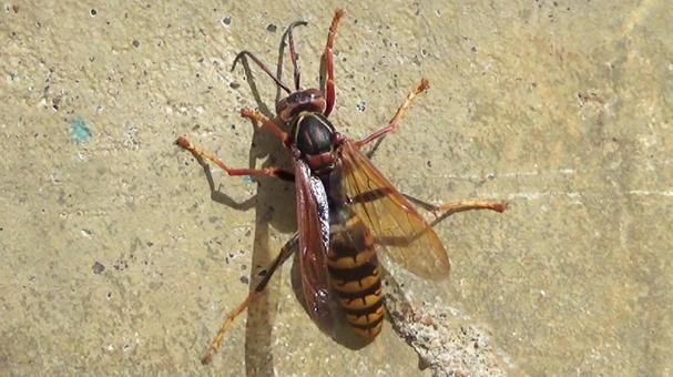 セグロアシナガバチ・1の写真