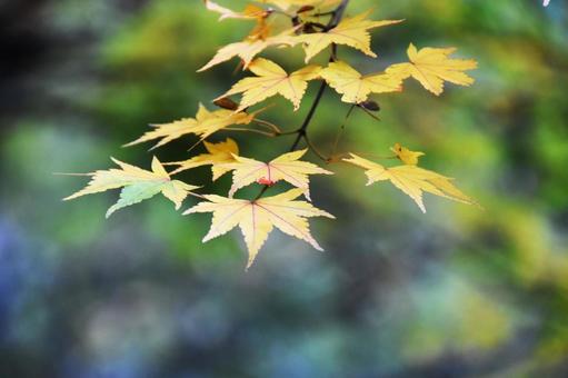 紅葉 紅葉の写真