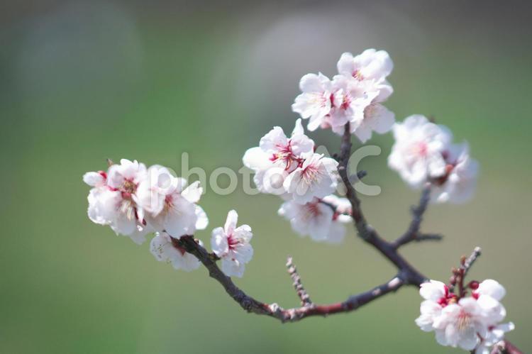 満開の平岡梅林公園 梅,梅林公園,花の写真素材