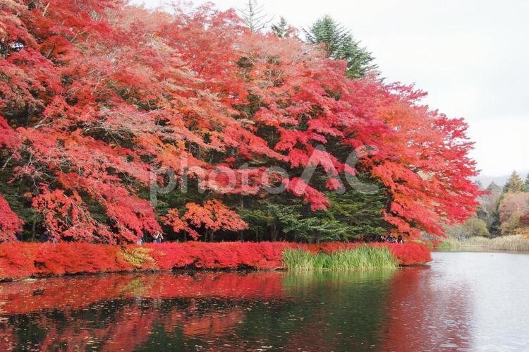 雲場池 紅葉,軽井沢,雲場池の写真素材