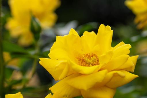 秋のバラ⑹ 花,バラ,秋の写真素材