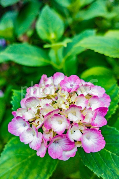 あじさい、アジサイ、紫陽花 紫陽花,あじさい,アジサイの写真素材