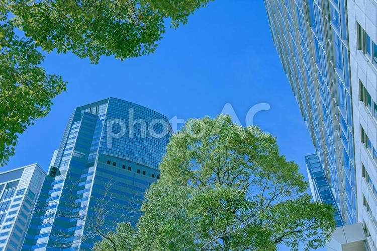 オフィスビル　緑の木 木,緑,葉の写真素材