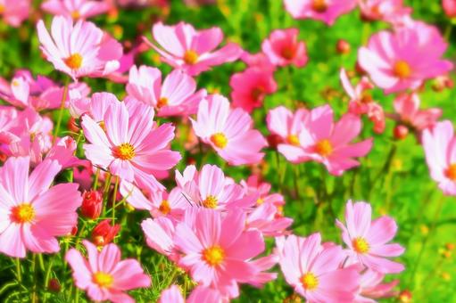 秋の日差しを受ける満開のコスモスの花 秋の日差しを受ける満開のコスモスの花 植物,花,コスモスの写真素材