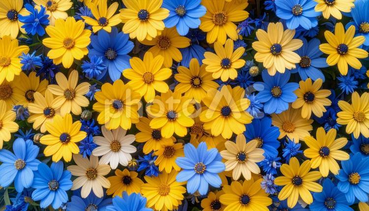花を寄せ集めた鮮やかな背景写真素材 花,フローラル,花畑の写真素材