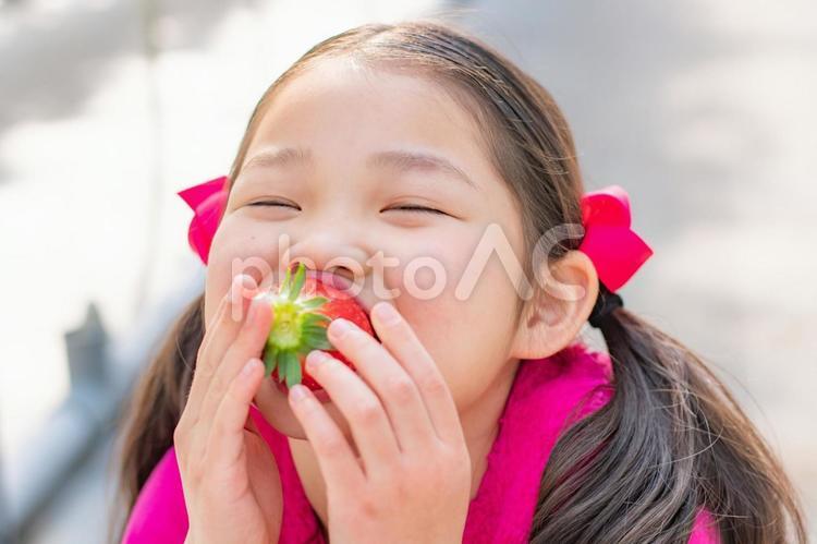いちご狩りをする子供 いちご狩り,いちご,女の子の写真素材