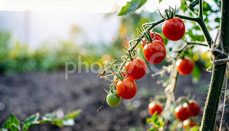成長中のプチトマト 家庭庭園,ミニトマト,トマトの写真素材