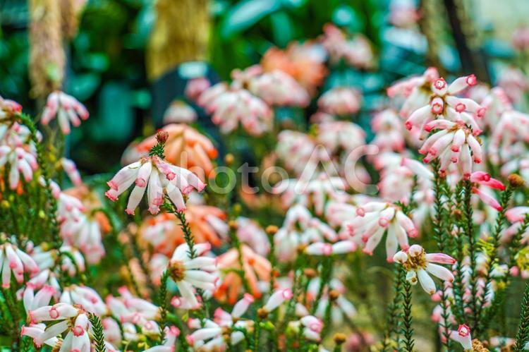南国のジャングルの植物群 ジャングル,植物,植物群の写真素材