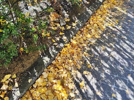 日差しを浴びる銀杏の落葉 日差しを浴びる銀杏の落葉の写真