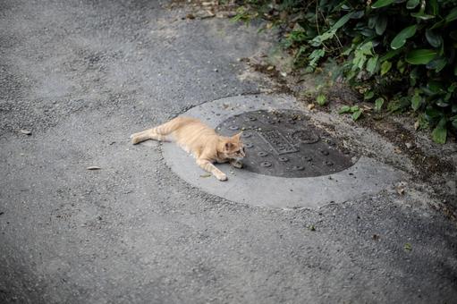 道に寝そべる猫 道に寝そべる猫 猫,動物,ネコの写真素材