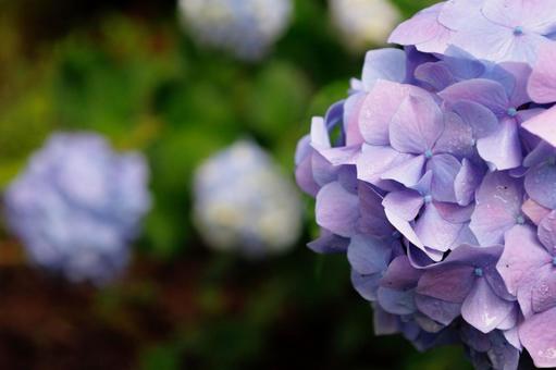 「辛抱強い愛情」「知的」の花言葉 「辛抱強い愛情」「知的」の花言葉の写真