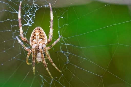 Orb spider, JPG