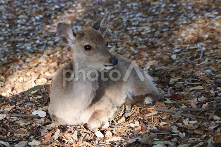落ち葉に埋もれるかわいい小鹿ちゃん（奈良公園） 小鹿,葉っぱ,かわいいの写真素材
