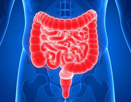 大腸と小腸の写真