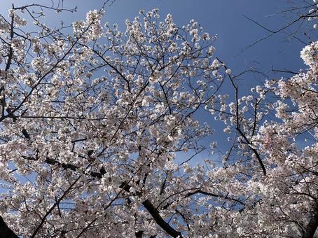 さくら さくら さくら,桜,4月の写真素材