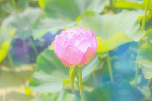 蓮② 蓮②の写真