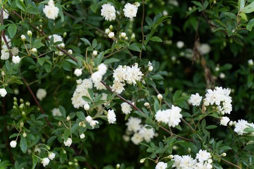 白いモッコウバラ咲く春庭⑤ 白いモッコウバラ咲く春庭⑤ モッコウバラ,白い花,春の花の写真素材
