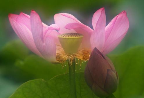 ハス1 ハス1の写真