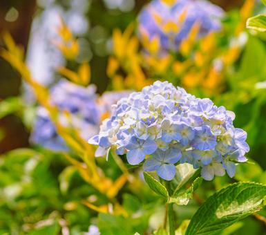 アジサイの花12 アジサイの花12の写真