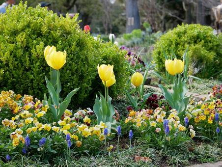 Tulips, JPG Tulips, JPG