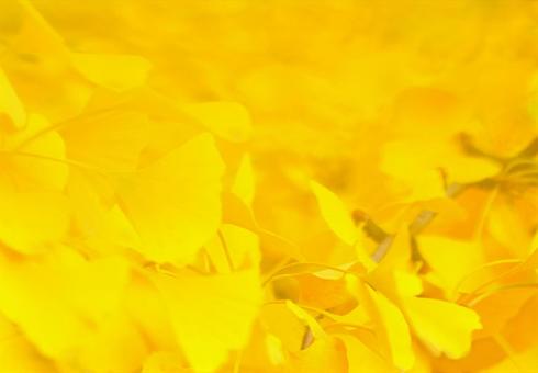 Autumn landscape Yellow ginkgo frame, JPG