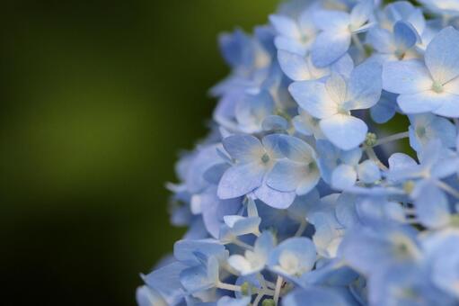 あじさい・紫陽花・アジサイ 背景素材,macro撮影,壁紙の写真素材