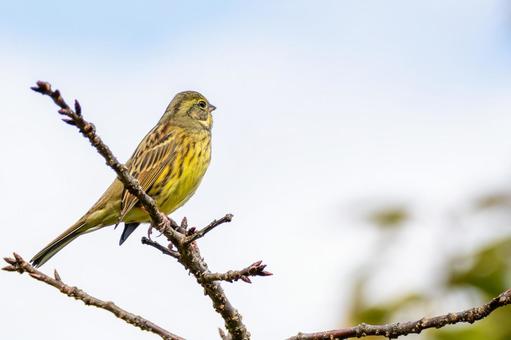 アオジ(44)の写真