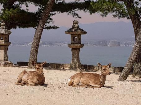 くつろぎ鹿 くつろぎ鹿 鹿,宮島,灯籠の写真素材