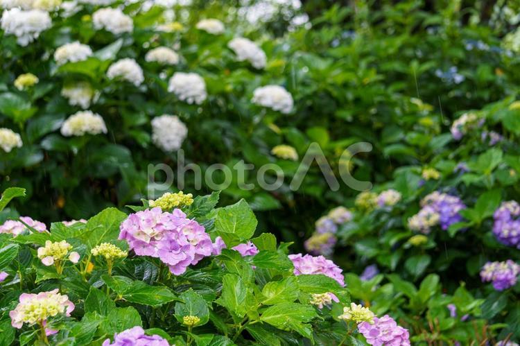 雨に打たれるアジサイ 紫陽花,梅雨,ガーデニングの写真素材