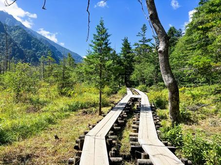 夏の上高地 木道 夏の上高地 木道 上高地,木道,木立の写真素材