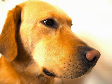 ラブラドールレトリーバーのお顔2 ラブラドールレトリーバーのお顔2 ラブラドールレトリバー,犬,ペットの写真素材