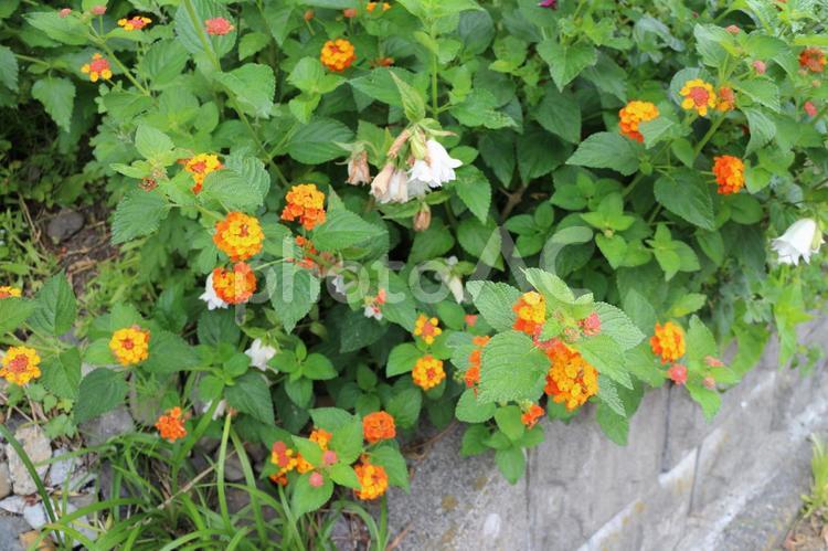 小さな可愛いオレンジ色の花、ランタナの咲く土手 ランタナ,黄色いランタナ,オレンジ色の花の写真素材