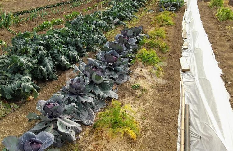 冬の野菜畑① 野菜畑,ブロッコリー,キャベツの写真素材