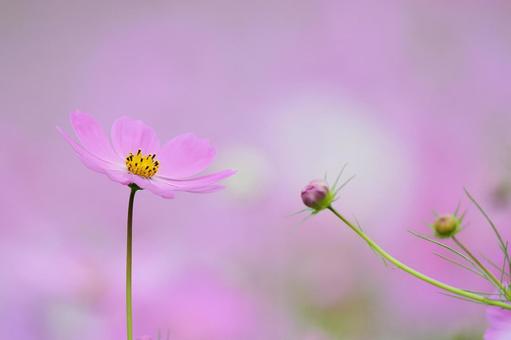 Photo, cosmos, autumn cherry blossoms, autumn flowers, 