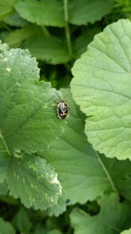 貴方は害虫?益虫? 貴方は害虫?益虫?の写真