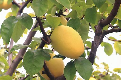 カリンの実 カリン,実,果実の写真素材