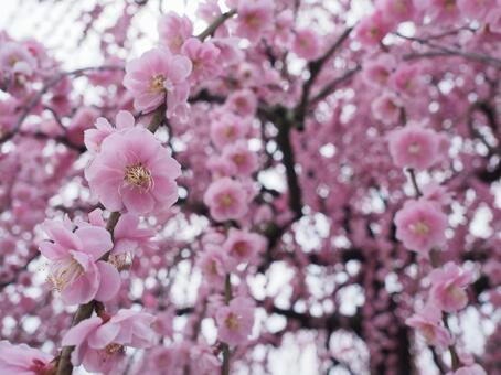 梅の顔 背景,自然,梅の写真素材