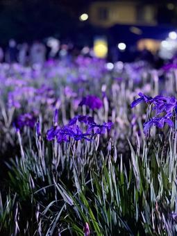 Horikiri Iris Garden at night Illuminated irises, JPG