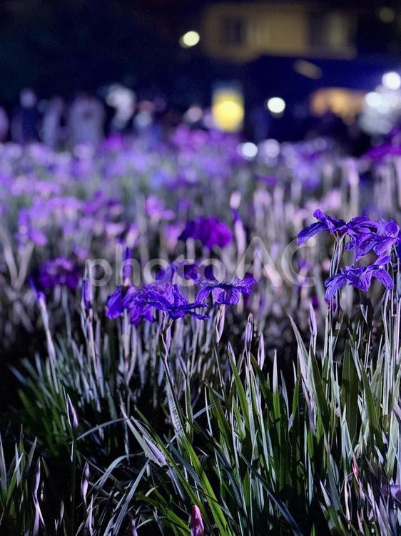 夜の堀切菖蒲園　ライトアップされる菖蒲 堀切菖蒲園,5月,菖蒲の写真素材