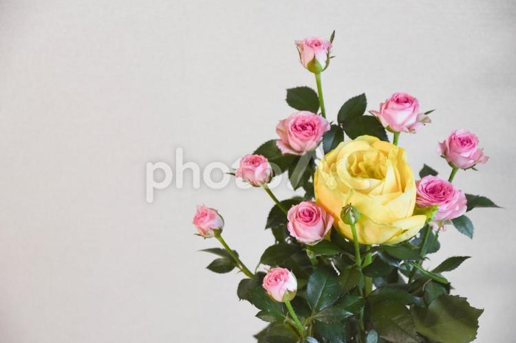 黄色とピンクのばら 黄色,花,花束の写真素材
