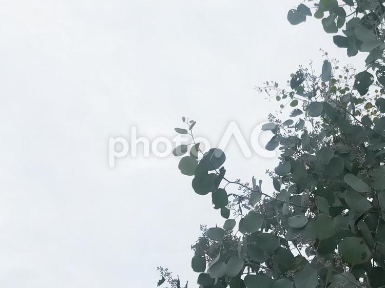 ユーカリ　背景　空　植物　木 ユーカリ,木,植物の写真素材