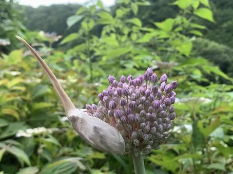 花 花の写真