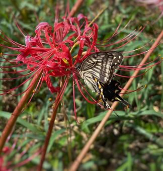 彼岸花とアゲハチョウの秋 彼岸花とアゲハチョウの秋 彼岸花,マクロ,秋の写真素材