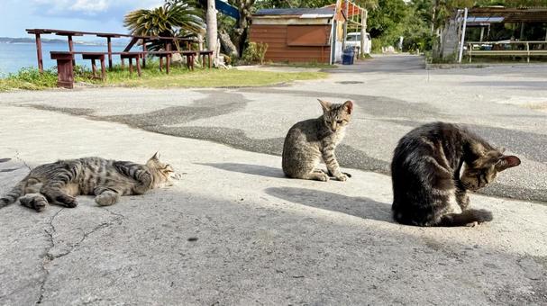 海辺でくつろぐ沖縄、離島の猫たち 猫,島猫,日向ぼっこの写真素材