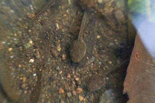 砂地に擬態する一匹のオタマジャクシ おたまじゃくし,カエル,赤ちゃんの写真素材