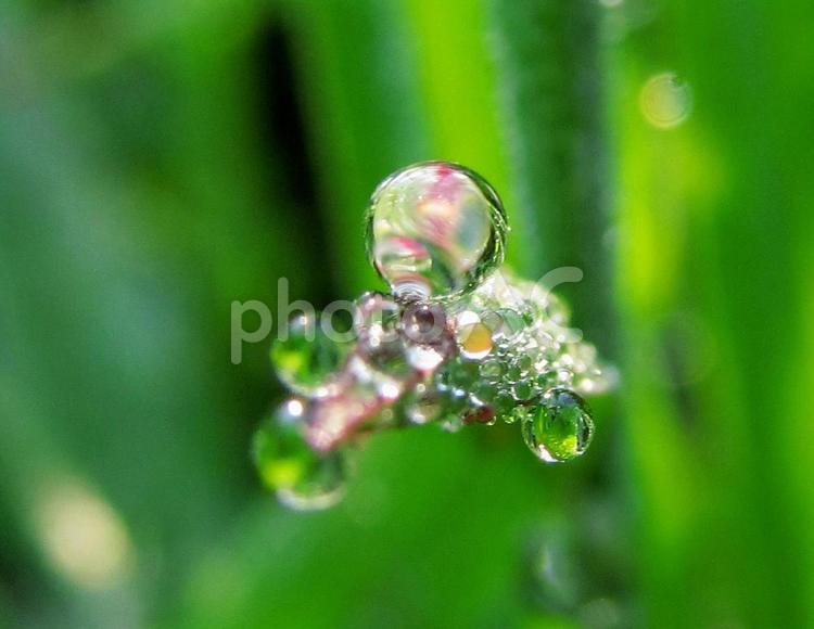 水滴と緑葉と朝の光Water drops 水滴,すいてき,waterの写真素材
