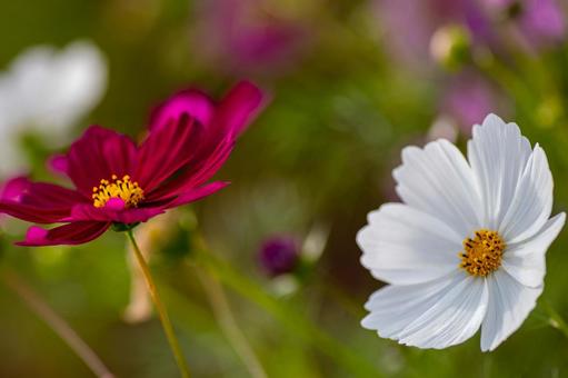 北房コスモス広場 北房コスモス広場,コスモス,ピンクの写真素材