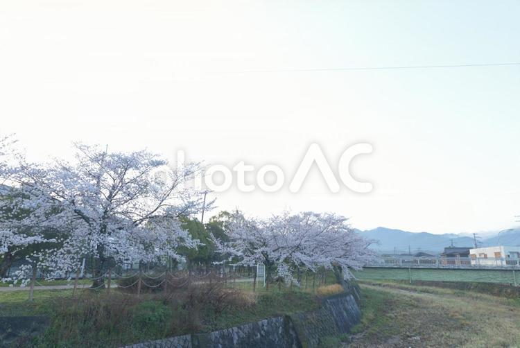 さくら並木 風景,山,桜の写真素材