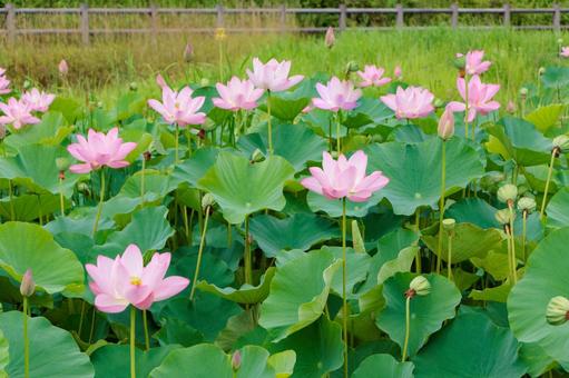 公園の池に咲くピンクの可愛い蓮の花 公園の池に咲くピンクの可愛い蓮の花 蓮,ハス,花の写真素材