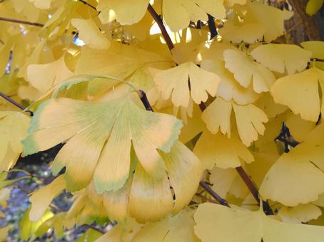 黄葉したイチョウ_10 いちょう,黄葉,秋の写真素材